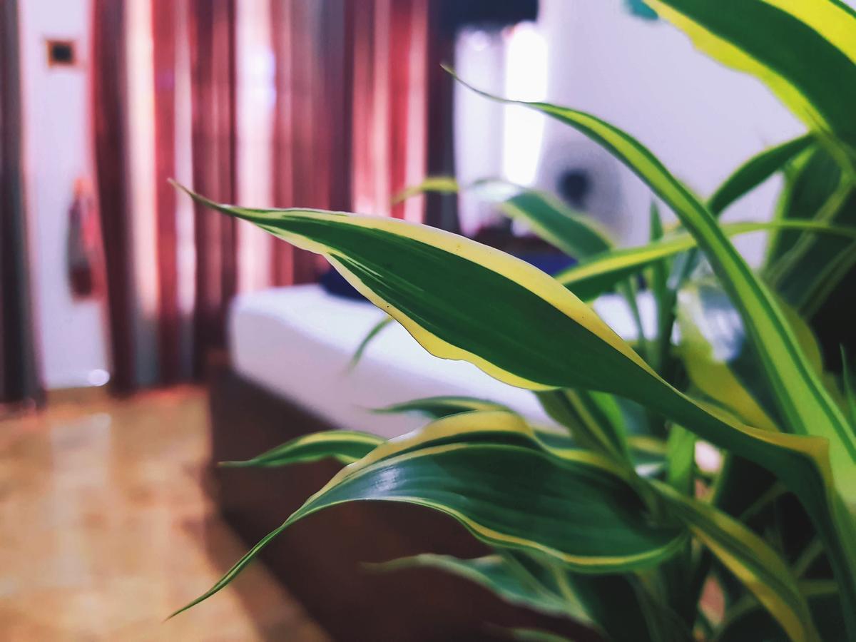 Leisure Dream Inn Ела Екстериор снимка